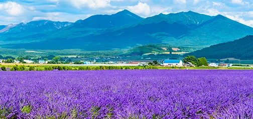 富良野・美瑛