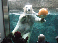 旭山動物園イメージ