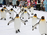 旭山動物園イメージ