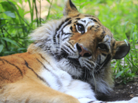 旭山動物園イメージ