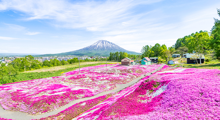 ニセコイメージ