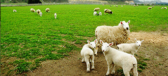 広大な牧草地と羊