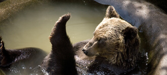 水浴びをする熊