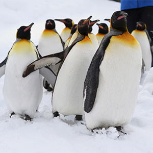 1���̖k�C���͂���Ȋ���