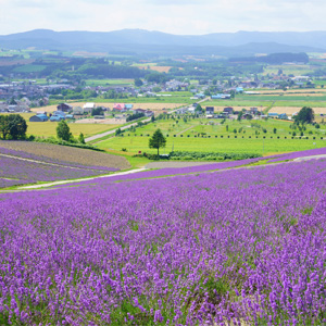 7月の北海道はこんな感じ