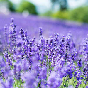 6月の北海道はこんな感じ