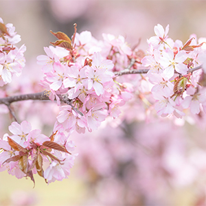 5���̖k�C���͂���Ȋ���