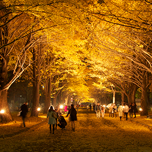 11���̖k�C���͂���Ȋ���