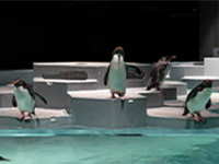水族館AOAO　SAPPORO入場引換券