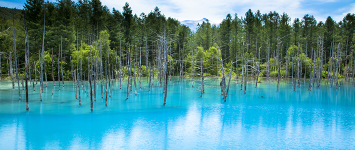 北海道 美瑛の 青い池 の見どころは シーズン アクセスを解説