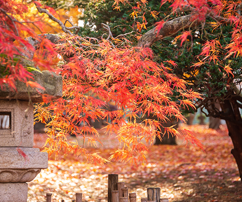 北海道旅行をするなら10月がいい 秋の北海道を満喫しよう