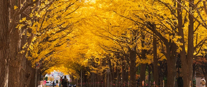 幌近郊で有名な紅葉の名所