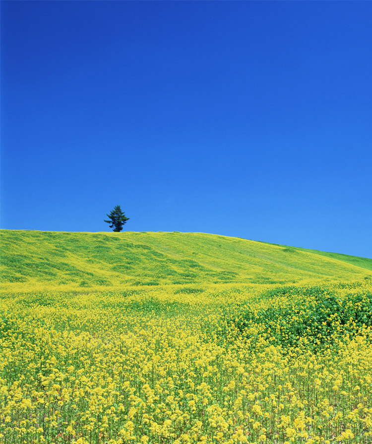 北海道 夏イメージ